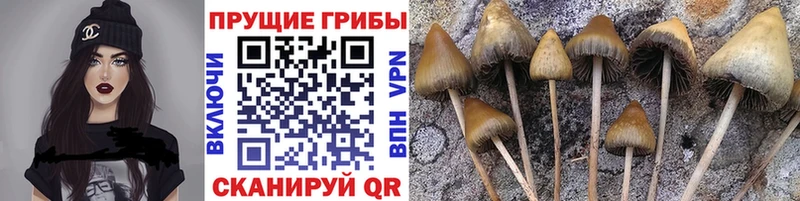 Галлюциногенные грибы GOLDEN TEACHER  гидра ссылка  Сретенск 